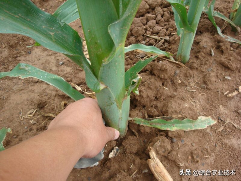 玉米生长的几个阶段?玉米全部生长过程图片及说明-1 玉米生长的几个阶段?玉米全部生长过程图片及说明-1