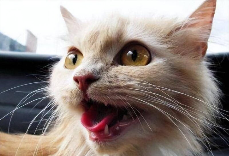 怎么分辨猫是腹式呼吸-赚在家创业号