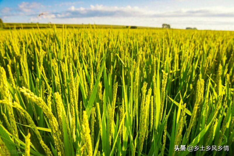 水稻生长发育八个时期-1 水稻生长发育八个时期-1