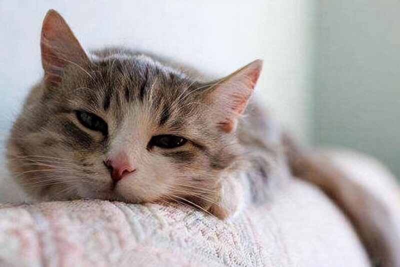 怎么分辨猫是腹式呼吸-1 怎么分辨猫是腹式呼吸-1