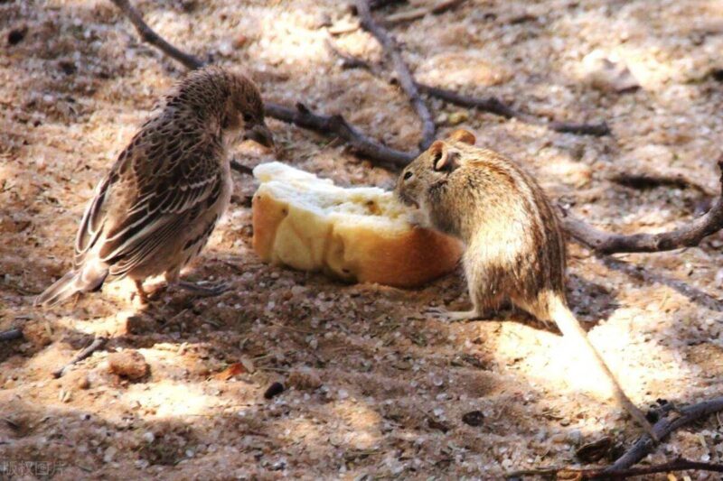 老鼠喜欢吃什么食物-1 老鼠喜欢吃什么食物-1