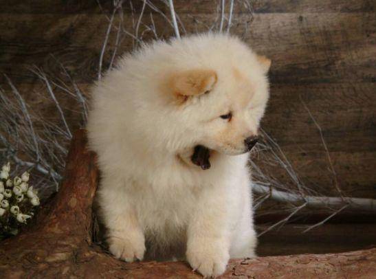 夏天狗狗不吃饭是什么原因-1