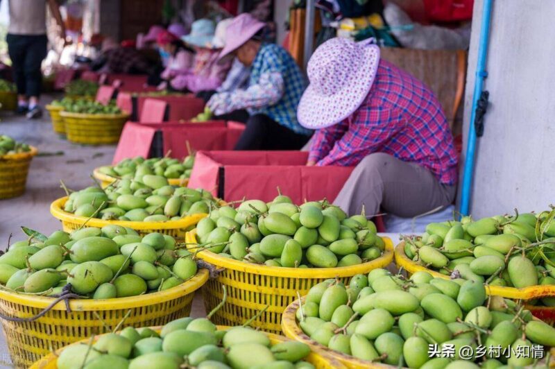 适合农村的创业项目-1