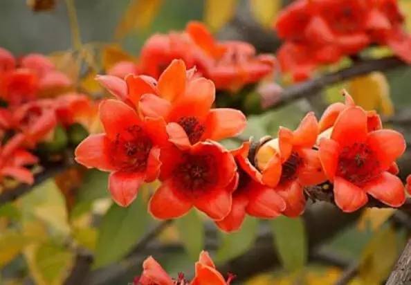 送闺蜜生日礼物送什么花合适-1 送闺蜜生日礼物送什么花合适-1