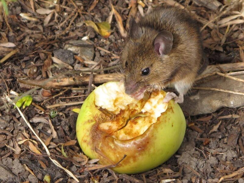 老鼠喜欢吃什么食物-1 老鼠喜欢吃什么食物-1