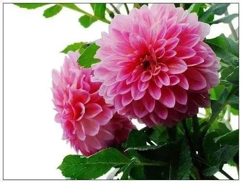 送闺蜜生日礼物送什么花合适-1 送闺蜜生日礼物送什么花合适-1