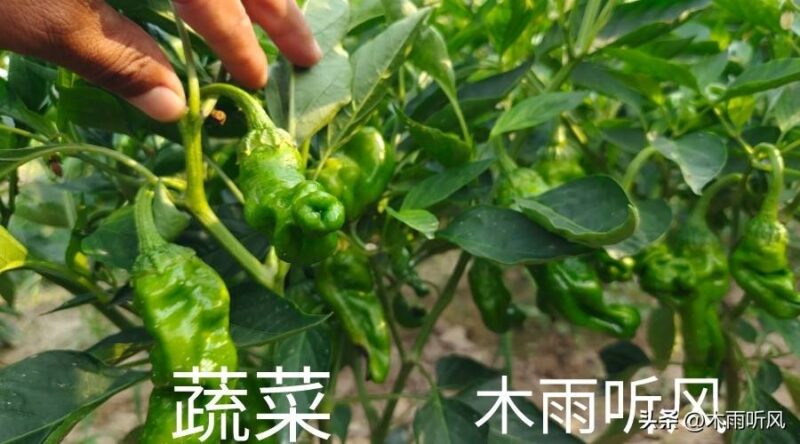 阿维菌素主要治什么虫效果好-赚在家创业号