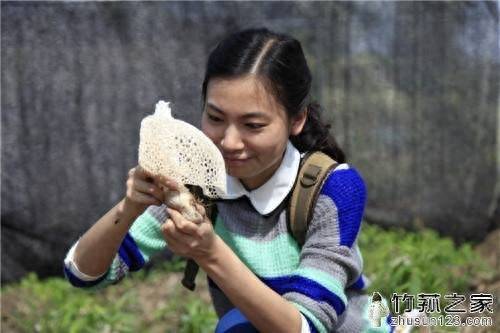 竹笙和竹荪的区别-1 竹笙和竹荪的区别-1