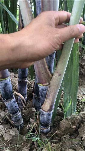 甘蔗什么时候种植最佳-1