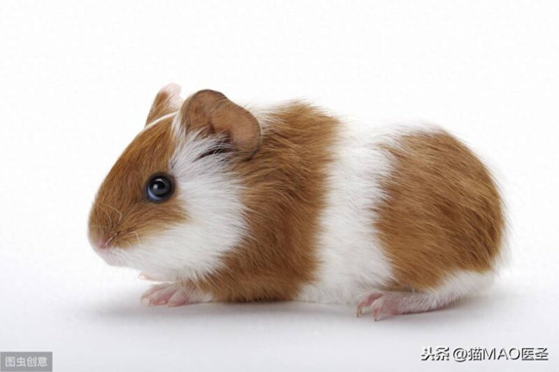 豚鼠吃什么?有哪些生活习性?-1 豚鼠吃什么?有哪些生活习性?-1