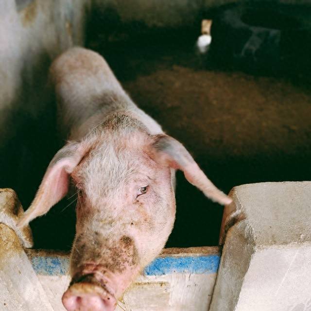 一头猪的成本大约多少钱?一头猪的成本和利润-1 一头猪的成本大约多少钱?一头猪的成本和利润-1