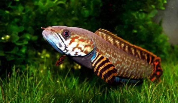 高密度养殖什么鱼好?适合高密度养殖的淡水鱼品种-1