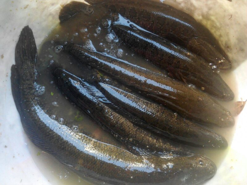 高密度养殖什么鱼好?适合高密度养殖的淡水鱼品种-1