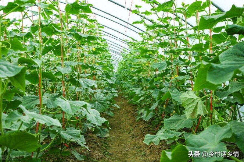 黄瓜为什么7片叶以上才留瓜-1