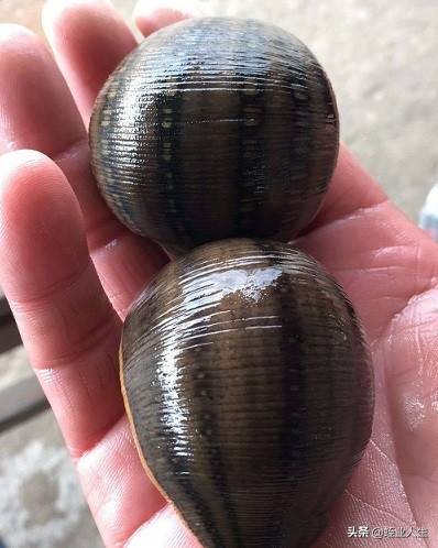 水蛭养殖最大的困难是什么?-1 水蛭养殖最大的困难是什么?-1