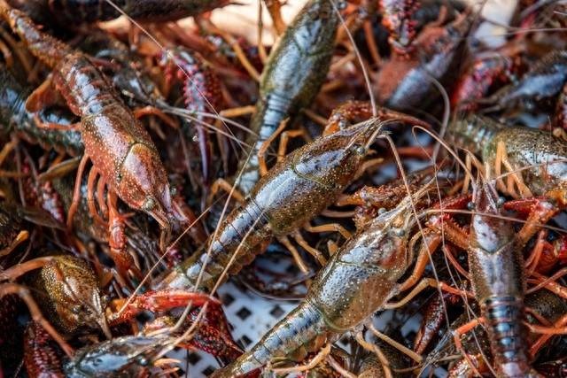 农村十大暴利养殖什么成本小回本快-1