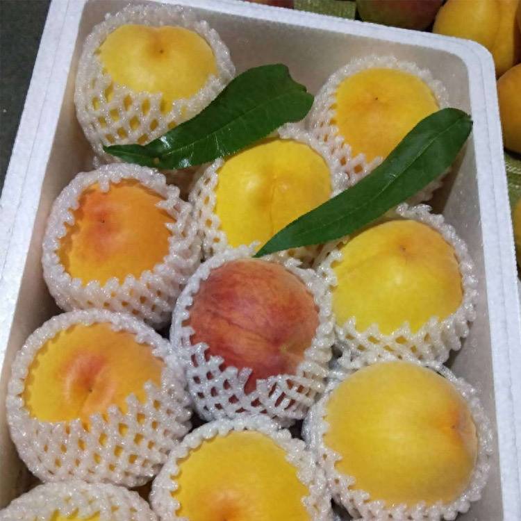 黄金蜜黄桃有哪些优良品种?黄桃最优良品种-1 黄金蜜黄桃有哪些优良品种?黄桃最优良品种-1