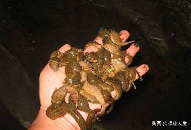 水蛭养殖最大的困难是什么?-1 水蛭养殖最大的困难是什么?-1