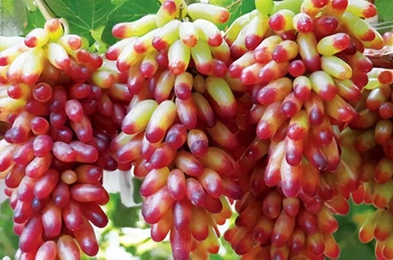 目前最好的葡萄品种排名榜-1 目前最好的葡萄品种排名榜-1