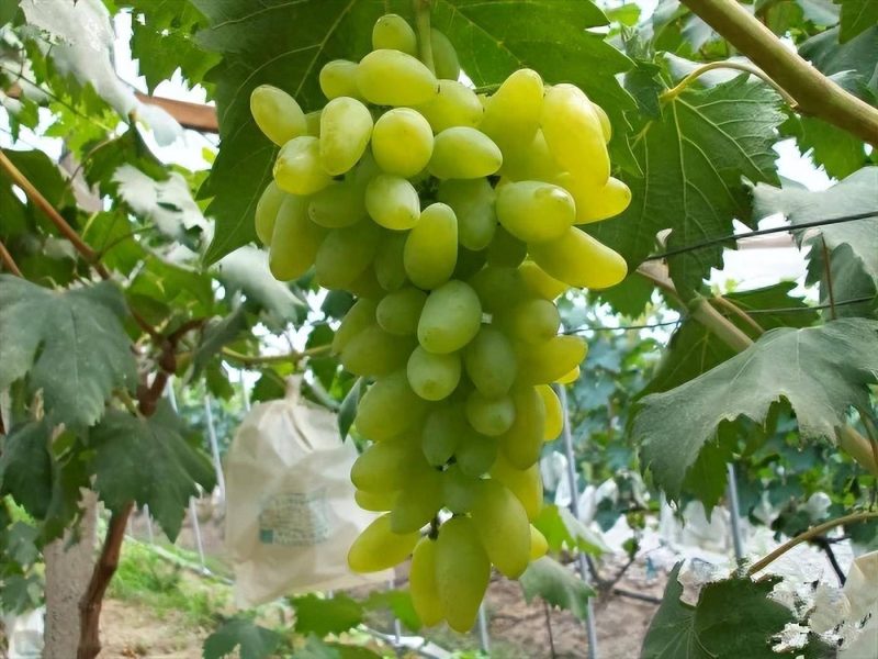 目前最好的葡萄品种排名榜-1 目前最好的葡萄品种排名榜-1