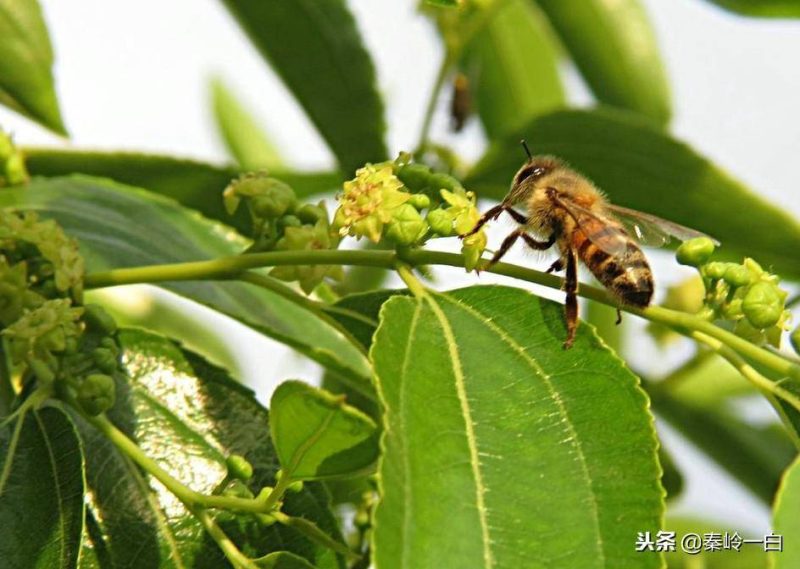 十大蜂蜜产地排名排行榜-1 十大蜂蜜产地排名排行榜-1
