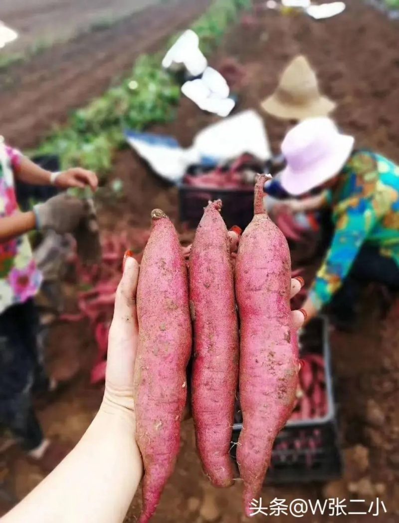 红薯品种前十名排行榜-1 红薯品种前十名排行榜-1