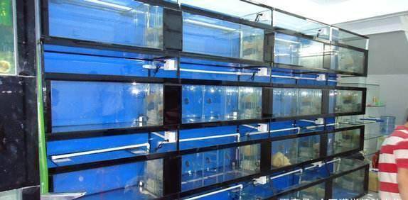 新手开水族店进货渠道有哪些-1