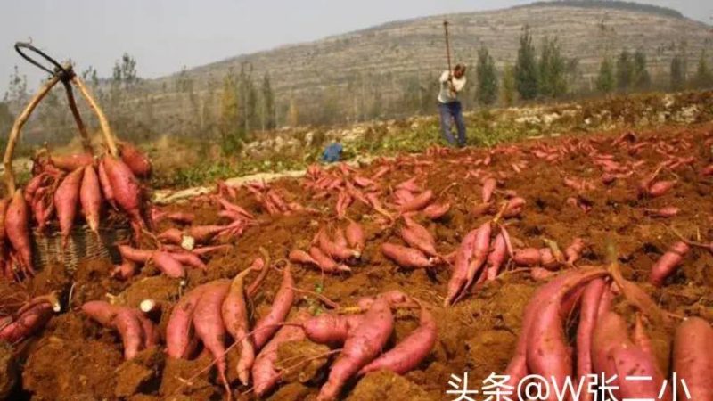 红薯品种前十名排行榜-1 红薯品种前十名排行榜-1