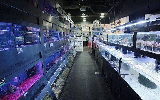 新手开水族店进货渠道有哪些-1