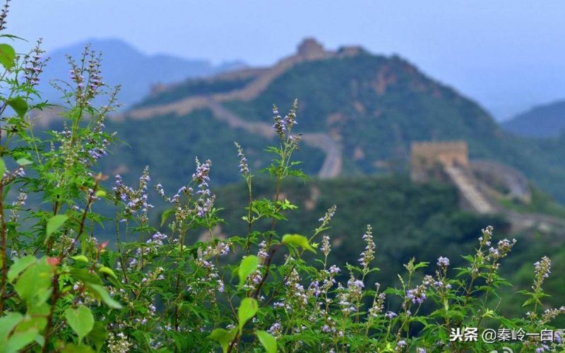 十大蜂蜜产地排名排行榜-1 十大蜂蜜产地排名排行榜-1
