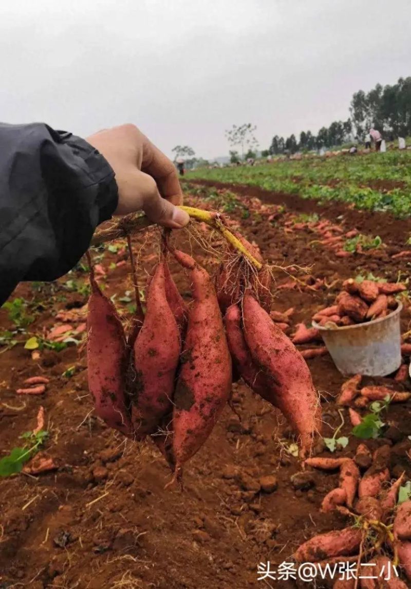 红薯品种前十名排行榜-1 红薯品种前十名排行榜-1