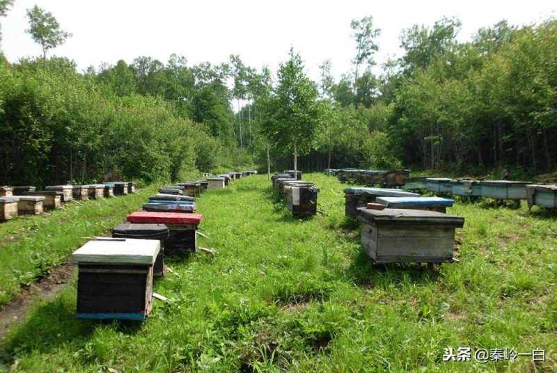 十大蜂蜜产地排名排行榜-1 十大蜂蜜产地排名排行榜-1