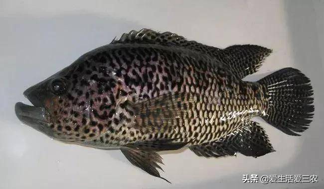 十大养不死的淡水鱼-赚在家创业号