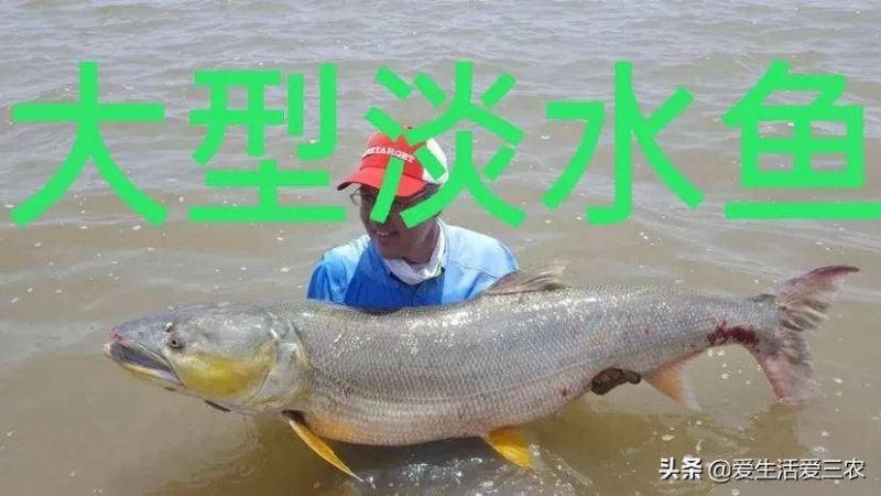 十大养不死的淡水鱼-1