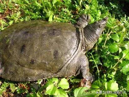 十大养不死的淡水鱼-1