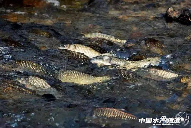 渔业水质标准最新内容-赚在家创业号