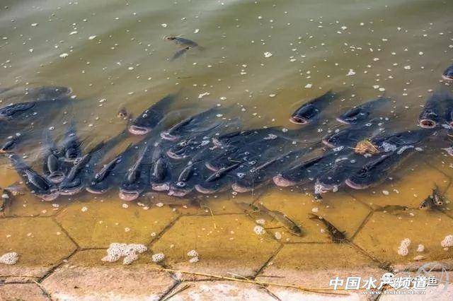 渔业水质标准最新内容-1