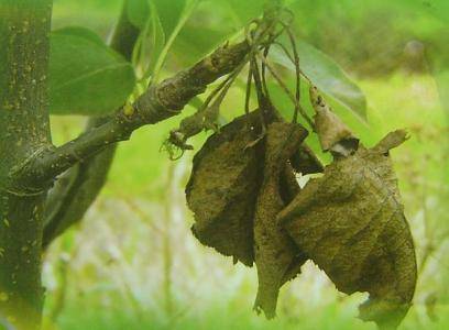 农村创业梨树怎么种植？梨树病虫害防治方法-1