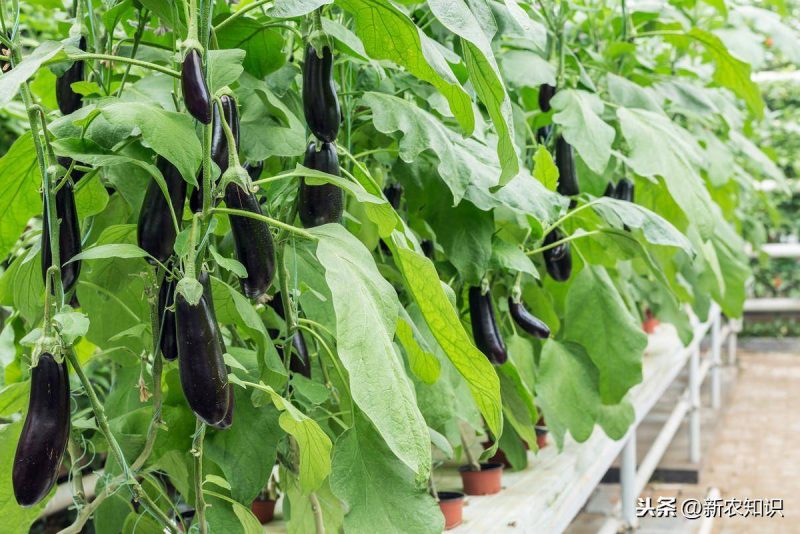 有机蔬菜种植需要什么条件(有机蔬菜种植技术与管理方案)-1 有机蔬菜种植需要什么条件(有机蔬菜种植技术与管理方案)-1