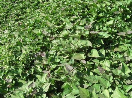 猪饲料的配方有哪些原材料(细谈猪饲料配方常用饲料原料)-1