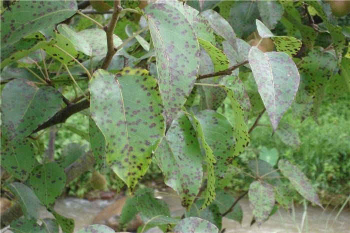 农村创业梨树怎么种植？梨树病虫害防治方法-1