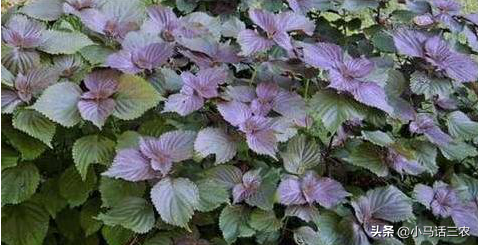 紫苏一年四季都能种吗?紫苏的种植方法-1 紫苏一年四季都能种吗?紫苏的种植方法-1