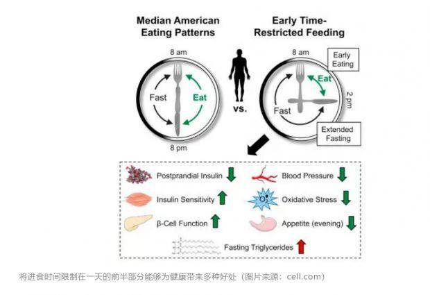 喂食时间怎么做(科学合理的安排进食时间)-赚在家创业号