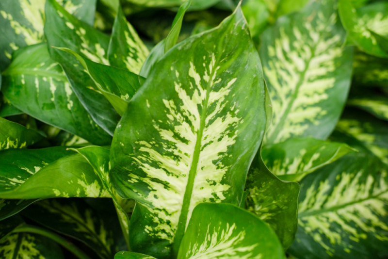 花叶万年青叶子发黄是什么原因(冬季花叶万年青的养殖方法和注意事项)-1 花叶万年青叶子发黄是什么原因(冬季花叶万年青的养殖方法和注意事项)-1