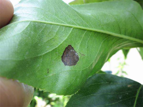 农村创业梨树怎么种植？梨树病虫害防治方法-1