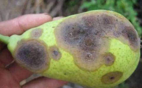 农村创业梨树怎么种植？梨树病虫害防治方法-1