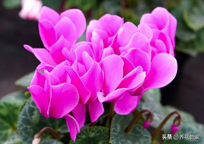 十二月份开什么花(关于十二月的代表花卉介绍)-1