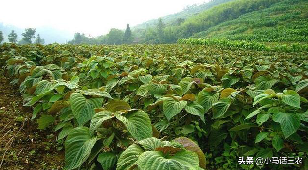 紫苏一年四季都能种吗?紫苏的种植方法-1 紫苏一年四季都能种吗?紫苏的种植方法-1