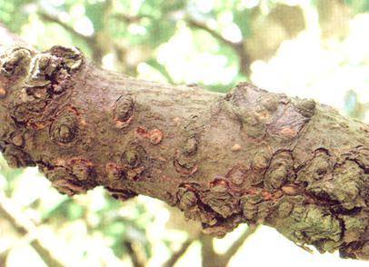 农村创业梨树怎么种植？梨树病虫害防治方法-1