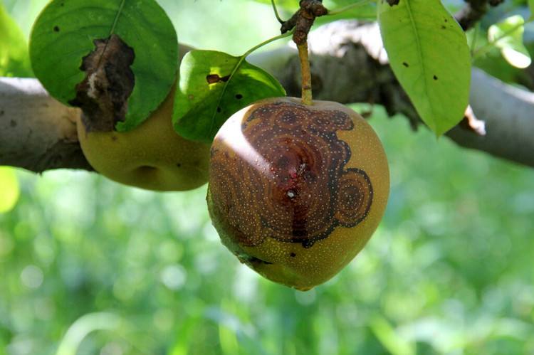 农村创业梨树怎么种植？梨树病虫害防治方法-1